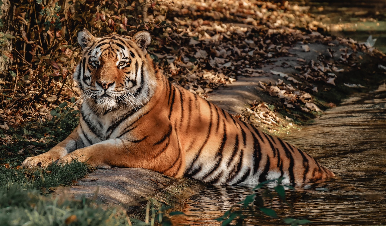 tiger resting in water