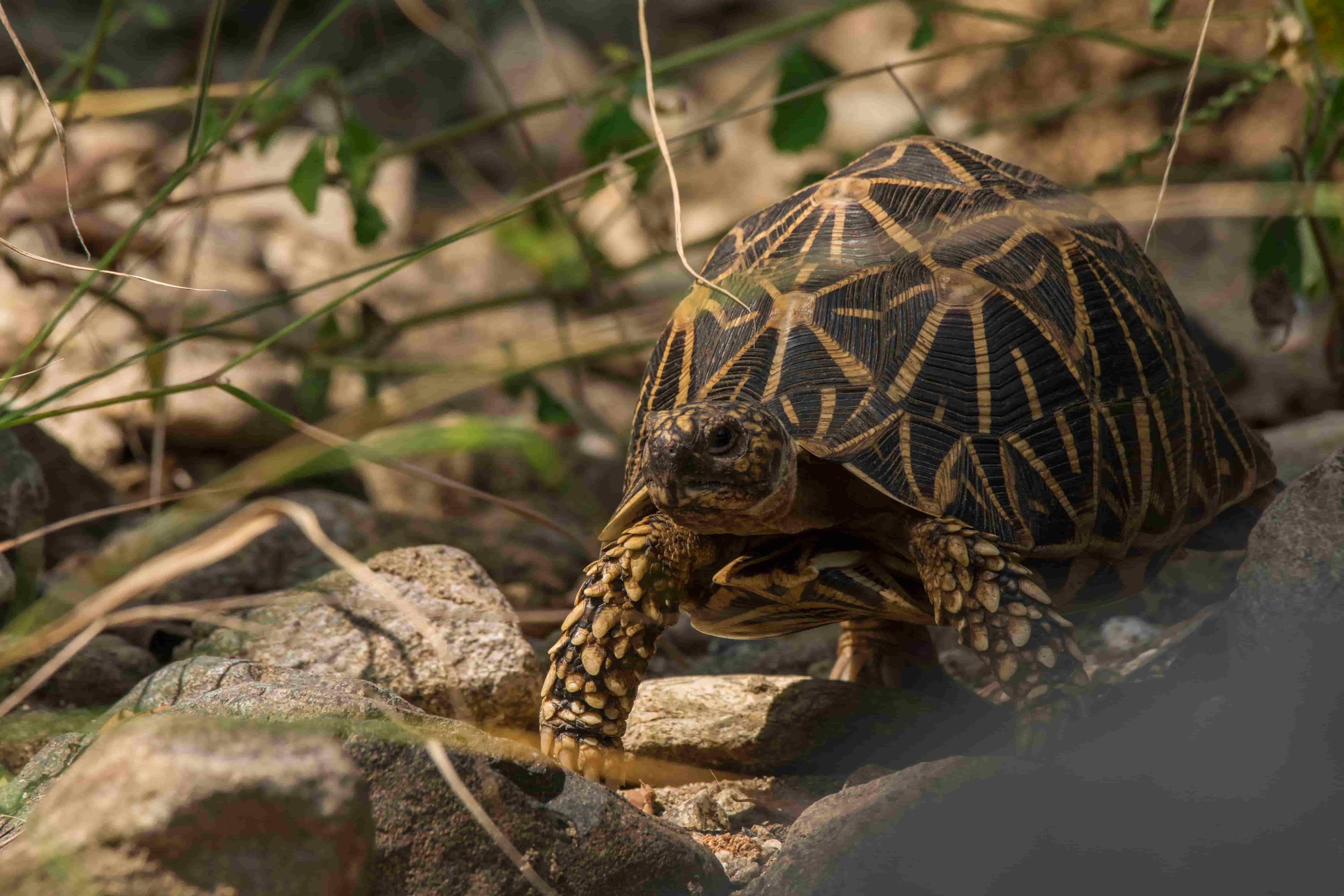 Indian Star Tortoise