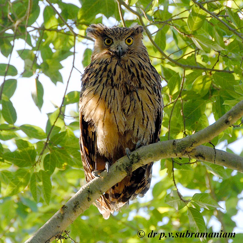 Tawny fish owl
