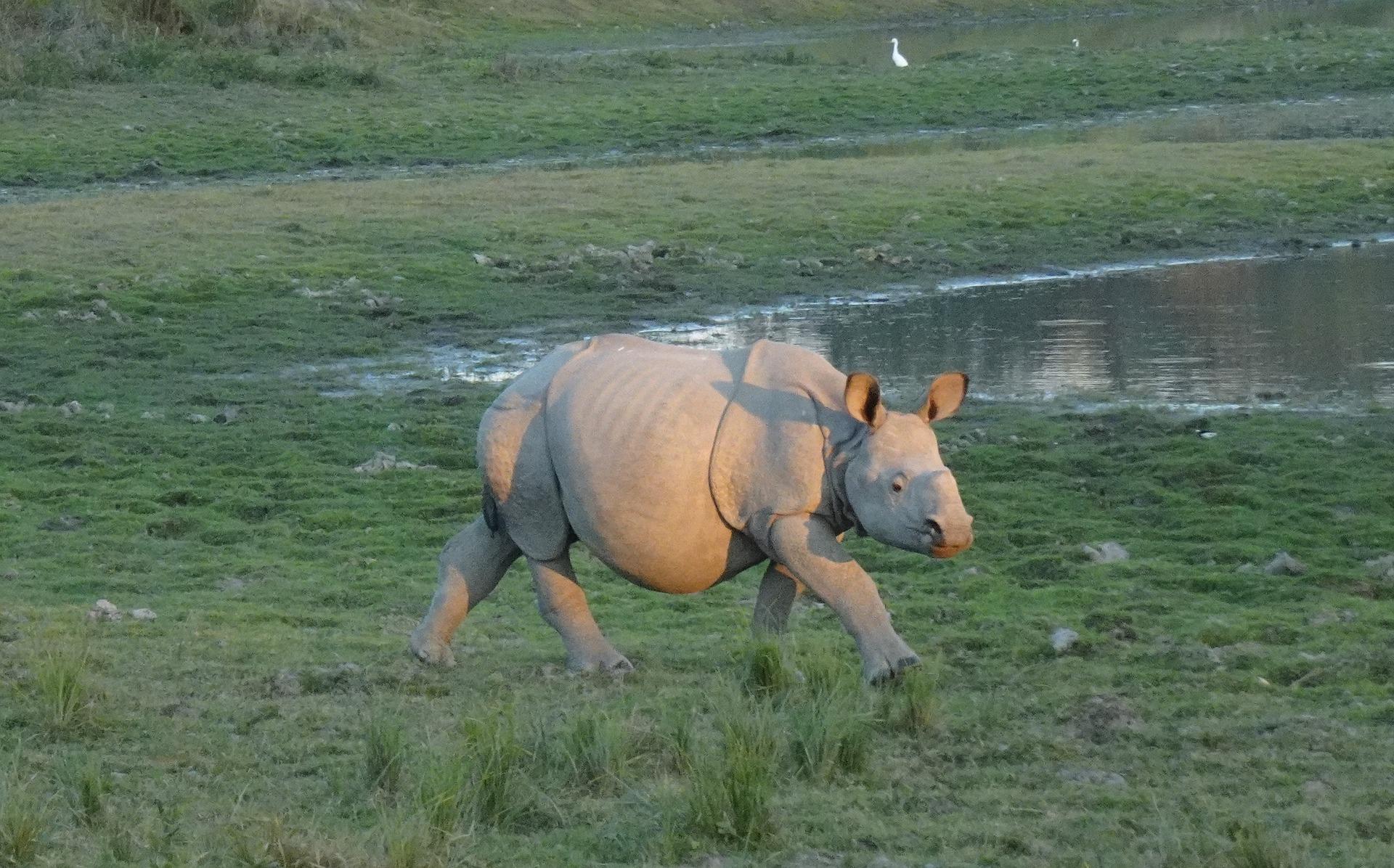 rhinoceros-g78735adc6_1920